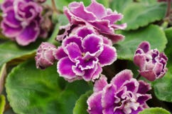 African Violet Stock Photo