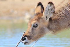 African Wildlife - Waterbuck Calf Inspecting Wondrous Life Royalty Free Stock Photography