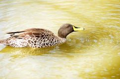 African Yellow-billed Duck (Anas u. undulata) Royalty Free Stock Image African Yellow-billed Duck (Anas u. undulata) Royalty Free Stock Image