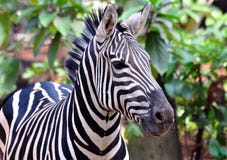 African Zebra Stock Images
