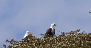 Africano Pesce-Eagle, vocifer del haliaeetus, canto alla cima dell'albero, lago di paia Naivasha nel Kenya, archivi video Africano Pesce-Eagle, vocifer del haliaeetus, canto alla cima dell'albero, lago di paia Naivasha nel Kenya, archivi video
