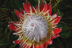 Afrika een Mooie Rode Koning Protea Protea cynaroides geheel stock fotografie Afrika een Mooie Rode Koning Protea Protea cynaroides geheel stock fotografie