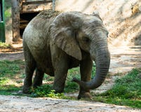 Afrikaanse die olifant in droge modder voor bescherming tegen zon wordt behandeld Stock Foto Afrikaanse die olifant in droge modder voor bescherming tegen zon wordt behandeld Stock Foto