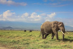 Afrikaanse olifant op masai mara Kenia royalty-vrije stock afbeeldingen Afrikaanse olifant op masai mara Kenia royalty-vrije stock afbeeldingen