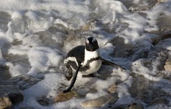 Afrikaanse pinguïn die zich op een rots Zuid-Afrika bevinden stock foto's Afrikaanse pinguïn die zich op een rots Zuid-Afrika bevinden stock foto's