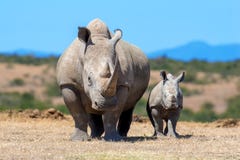 Afrikaanse Witte Rinoceros royalty-vrije stock afbeelding Afrikaanse Witte Rinoceros royalty-vrije stock afbeelding