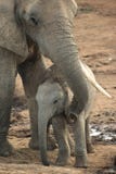 afrikanen behandla som ett barn elefanten royaltyfria bilder afrikanen behandla som ett barn elefanten royaltyfria bilder