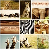 Afrikanische Tiere Safari Collage Stockbilder Afrikanische Tiere Safari Collage Stockbilder