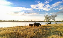 Afrikanischer Büffel, amerikanischer Bison, Tier, Tierkopf, Vieh lizenzfreies stockfoto Afrikanischer Büffel, amerikanischer Bison, Tier, Tierkopf, Vieh lizenzfreies stockfoto