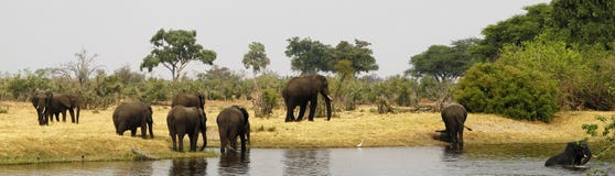 Afrikanischer Elefant-Familie lizenzfreie stockfotografie Afrikanischer Elefant-Familie lizenzfreie stockfotografie