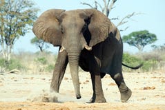 Afrikanischer Elefant (Loxodonta africana) stockbilder Afrikanischer Elefant (Loxodonta africana) stockbilder