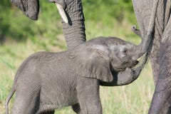 Afrikanischer Elefant (Loxodonta africana) stockbild Afrikanischer Elefant (Loxodonta africana) stockbild