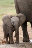 Afrikanischer Elefant-Schätzchen stockbild Afrikanischer Elefant-Schätzchen stockbild