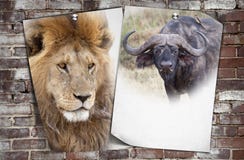Afrikanischer Hintergrund der wild lebenden Tiere stockbild Afrikanischer Hintergrund der wild lebenden Tiere stockbild