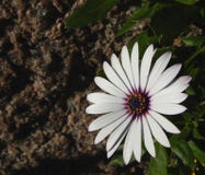 Afrikanisches Gänseblümchen oder Kapkörbchen mit datlight lizenzfreies stockfoto Afrikanisches Gänseblümchen oder Kapkörbchen mit datlight lizenzfreies stockfoto