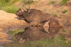 Afrikansk buffel vid vattnet i solen f?r sen eftermiddag som fotograferas p? den Kruger nationalparken i Sydafrika royaltyfria foton Afrikansk buffel vid vattnet i solen f?r sen eftermiddag som fotograferas p? den Kruger nationalparken i Sydafrika royaltyfria foton