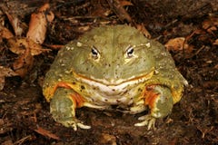 afrikansk bullfrog arkivfoton afrikansk bullfrog arkivfoton