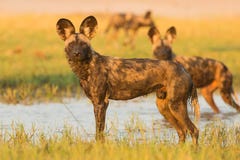 Afrikansk lös hund i vatten fotografering för bildbyråer Afrikansk lös hund i vatten fotografering för bildbyråer