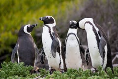 Afrykański pingwinu Spheniscus demersus na głazach Wyrzucać na brzeg blisko Kapsztad Południowa Afryka zdjęcia stock Afrykański pingwinu Spheniscus demersus na głazach Wyrzucać na brzeg blisko Kapsztad Południowa Afryka zdjęcia stock