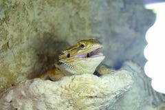AgamaPogona för Hatchling värma sig lampa för skäggig barbata royaltyfria foton AgamaPogona för Hatchling värma sig lampa för skäggig barbata royaltyfria foton