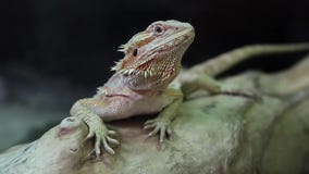 Agame, lézard de dragon australien Agame, lézard de dragon australien