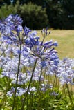 Agapanthus (blue Flowers) Stock Images Agapanthus (blue Flowers) Stock Images