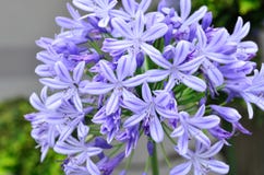 Agapanthus Flowers. Royalty Free Stock Images Agapanthus Flowers. Royalty Free Stock Images