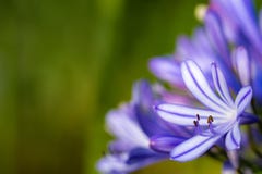 Agapanthus - lilja av Nilen royaltyfria bilder Agapanthus - lilja av Nilen royaltyfria bilder