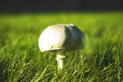 Agaricus arvensis, Agaricaceae, growing in a grass meadow stock photography Agaricus arvensis, Agaricaceae, growing in a grass meadow stock photography