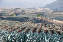 Agave field in Tequila, Mexico