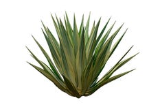 Agave Plant Isolated On White Background. Clipping Path. Agave Plant Tropical Stock Image Agave Plant Isolated On White Background. Clipping Path. Agave Plant Tropical Stock Image