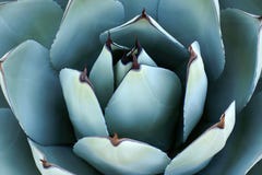 Agave Plant Overhead Closeup stock images Agave Plant Overhead Closeup stock images