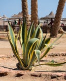 Agawa americana, wiek roślina, Amerykański aloes obraz stock Agawa americana, wiek roślina, Amerykański aloes obraz stock