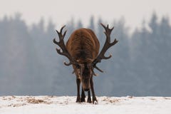 Aggressive Deer. Head Down Adult Powerful Red Deer With Trophy Horns Goes Directly To You. Attacking Deer Stag Closeup. Dominant R