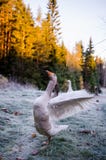 Aggressive Goose Stock Images Aggressive Goose Stock Images