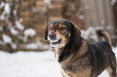 Aggressiver, verärgerter Hund lizenzfreie stockbilder Aggressiver, verärgerter Hund lizenzfreie stockbilder