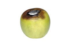 Aging Green Apple Royalty Free Stock Image