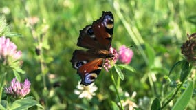 Aglais E/S, le papillon de paon européen, sur la fleur de trèfle Image libre de droits Aglais E/S, le papillon de paon européen, sur la fleur de trèfle Image libre de droits