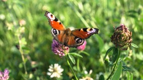 Aglais E/S, le papillon de paon européen, sur la fleur de trèfle Photos libres de droits Aglais E/S, le papillon de paon européen, sur la fleur de trèfle Photos libres de droits