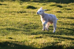 Agnello di Herdwick che corre al sole fotografia stock libera da diritti Agnello di Herdwick che corre al sole fotografia stock libera da diritti