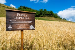 15 agosto 2018, Fiss Austria: Campo imperiale dell'orzo di Fisser fotografia stock libera da diritti 15 agosto 2018, Fiss Austria: Campo imperiale dell'orzo di Fisser fotografia stock libera da diritti