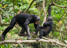 Agresywny Bonobo i (niecki paniscus), fotografia royalty free Agresywny Bonobo i (niecki paniscus), fotografia royalty free