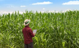 Agricoltore che utilizza il computer digitale della compressa nella piantagione coltivata del campo di grano fotografia stock Agricoltore che utilizza il computer digitale della compressa nella piantagione coltivata del campo di grano fotografia stock