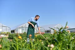 Agricoltore felice che coltiva e che raccoglie le verdure sull'azienda agricola fotografia stock Agricoltore felice che coltiva e che raccoglie le verdure sull'azienda agricola fotografia stock