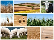 Agricoltura immagine stock libera da diritti Agricoltura immagine stock libera da diritti