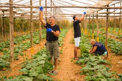 Agricoltura, fare il giardinaggio, agricoltura e concetto della gente - famiglia felice che lavora alle piante o alle piantine de fotografia stock Agricoltura, fare il giardinaggio, agricoltura e concetto della gente - famiglia felice che lavora alle piante o alle piantine de fotografia stock