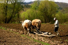 Agricoltura rudimentale in un villaggio rumeno fotografia stock libera da diritti Agricoltura rudimentale in un villaggio rumeno fotografia stock libera da diritti
