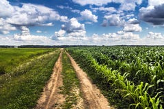 Agricoltura rurale che coltiva paesaggio immagini stock Agricoltura rurale che coltiva paesaggio immagini stock
