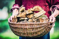 Agriculteur de retraité jugeant le panier plein du bois de chauffage Équipez juger supérieur en bois hors d'un panier pour mettre Image libre de droits Agriculteur de retraité jugeant le panier plein du bois de chauffage Équipez juger supérieur en bois hors d'un panier pour mettre Image libre de droits