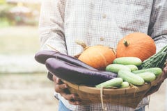 Agriculteur tenant les légumes frais pour former son jardin image libre de droits Agriculteur tenant les légumes frais pour former son jardin image libre de droits
